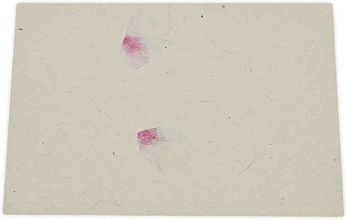 Nepali Cherish Greeting Card & Envelope Box Set with Handmade Lokta Paper from Nepal, 15 Cards (Bougainvillea)